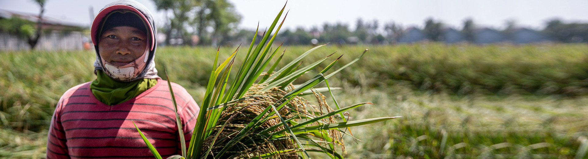 How does modern irrigation help Indonesia's farmers?